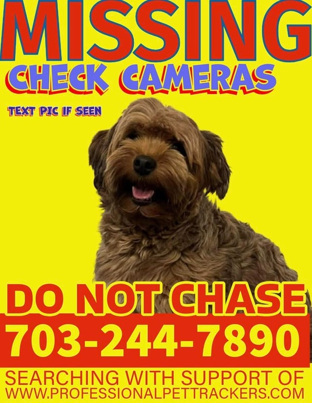 Lost Pet in Burke