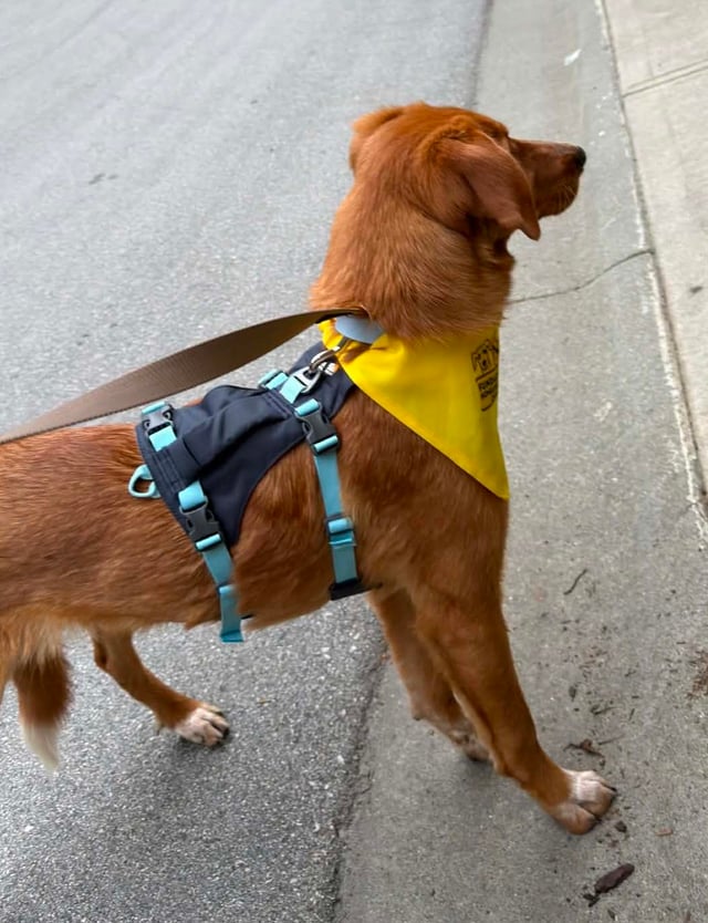 Lost dog