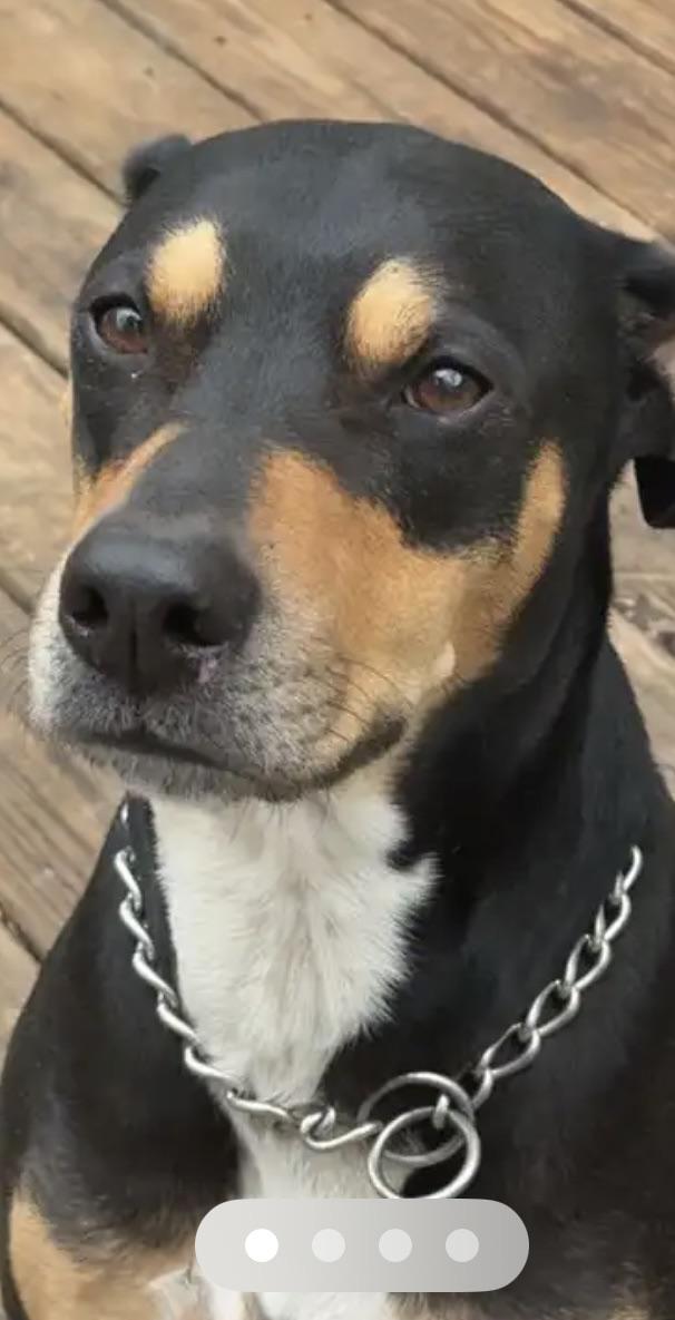 Lost Pet in Kennesaw