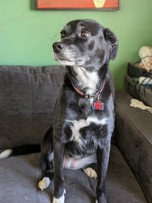 Lost Dog in Midlothian