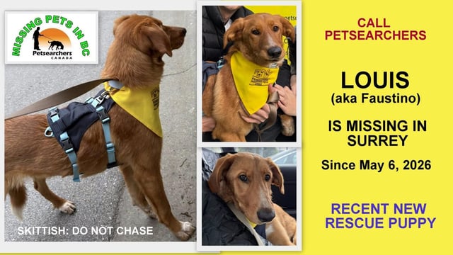 Lost dog