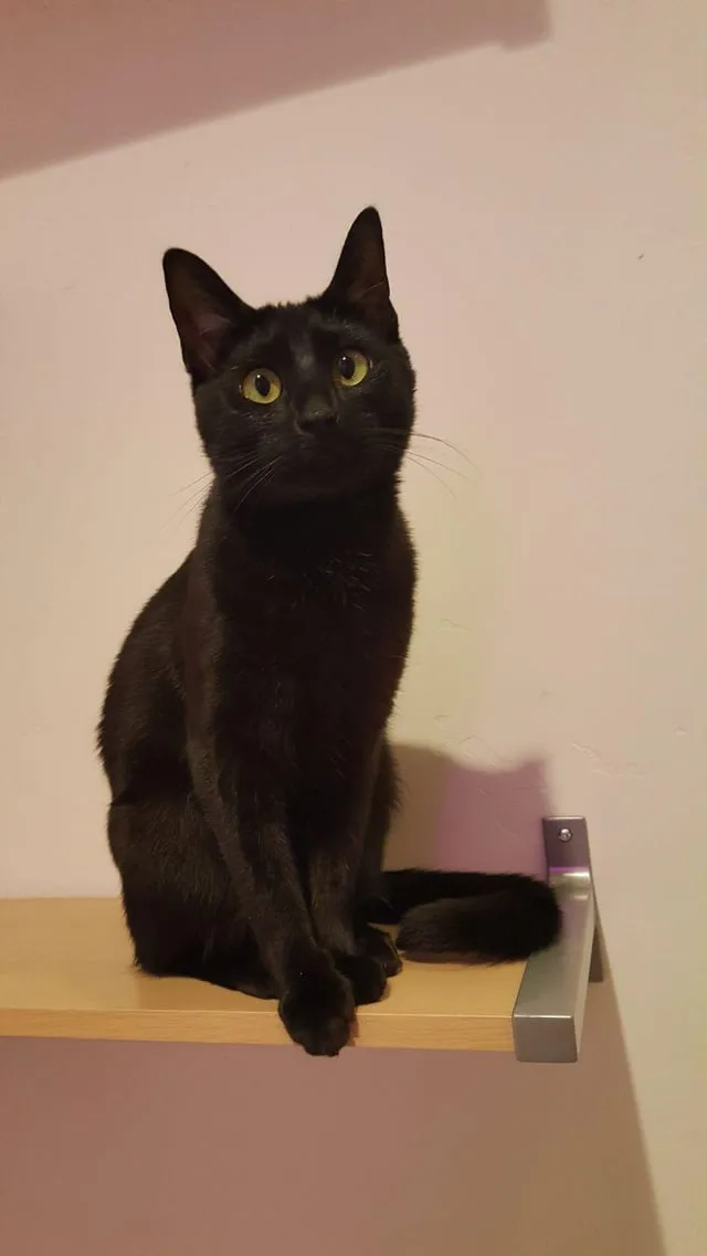 Lost cat