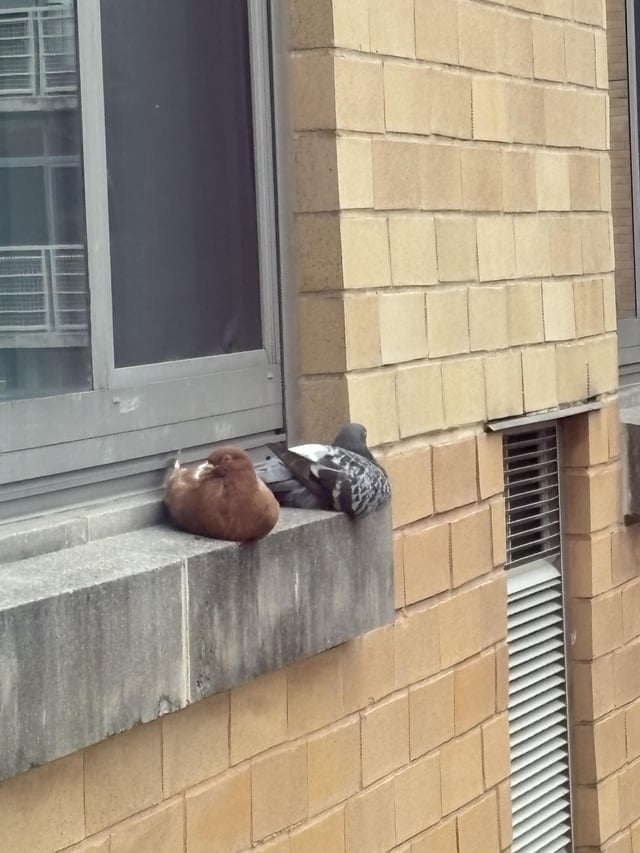 Found Bird in Washington