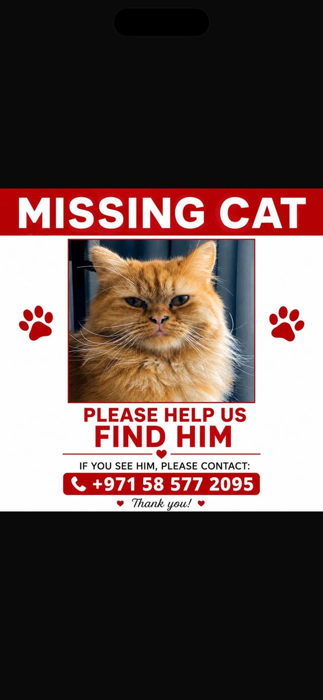 Lost cat