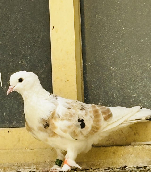 Found bird