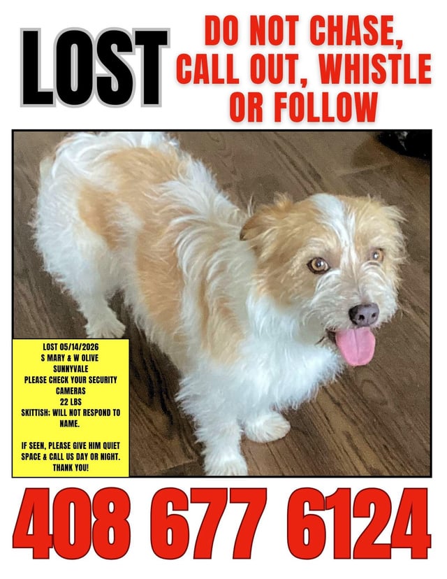 Lost Dog in Sunnyvale