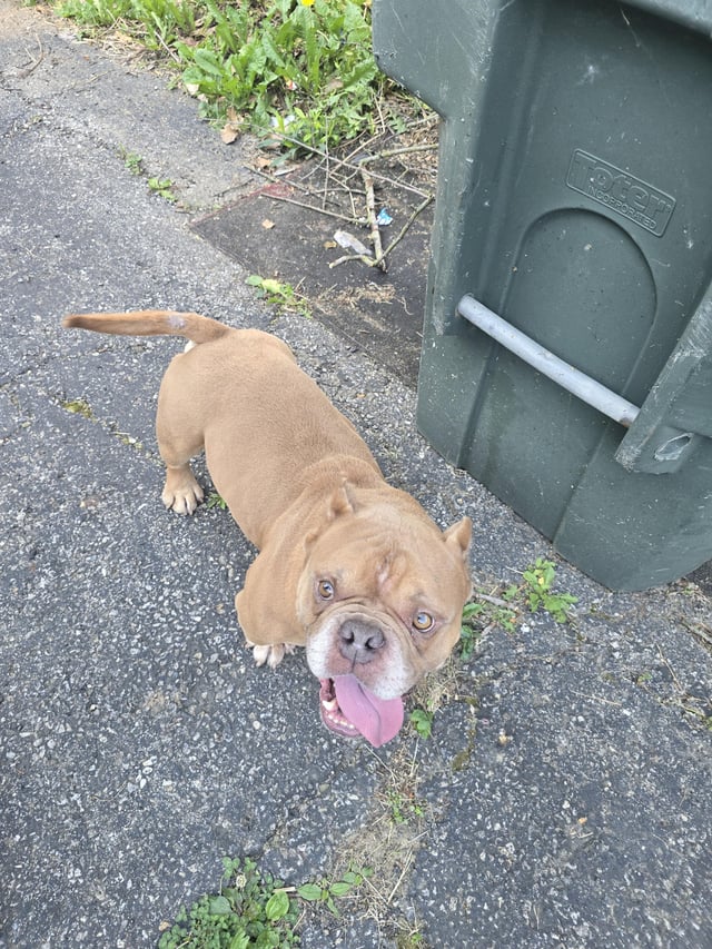 Found dog