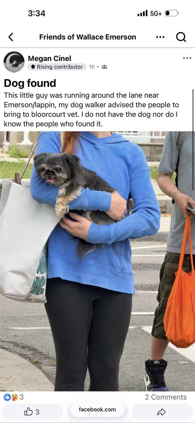 Lost dog