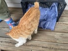 Found cat