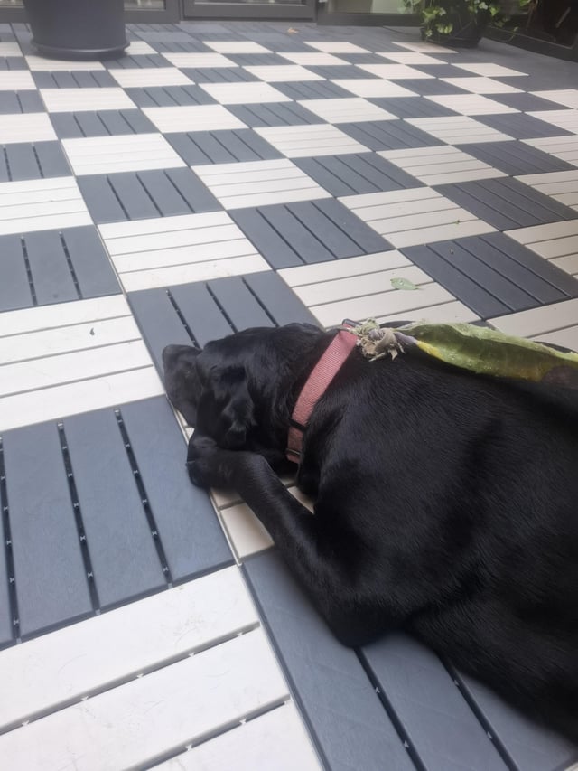 Found dog