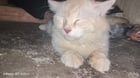 Found cat