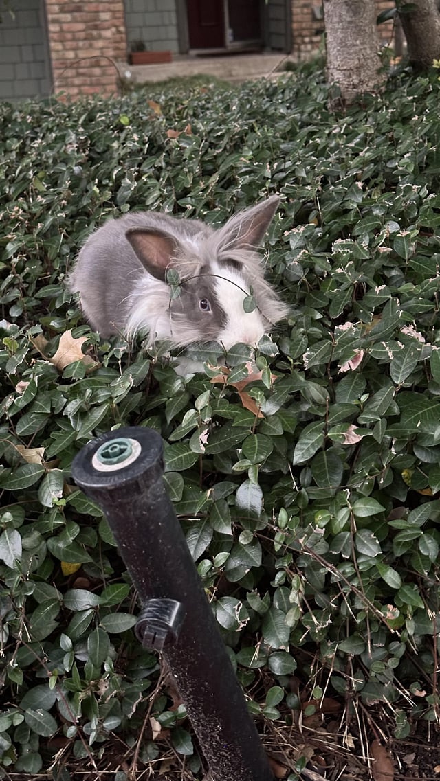 Found Pet Rabbit in Austin