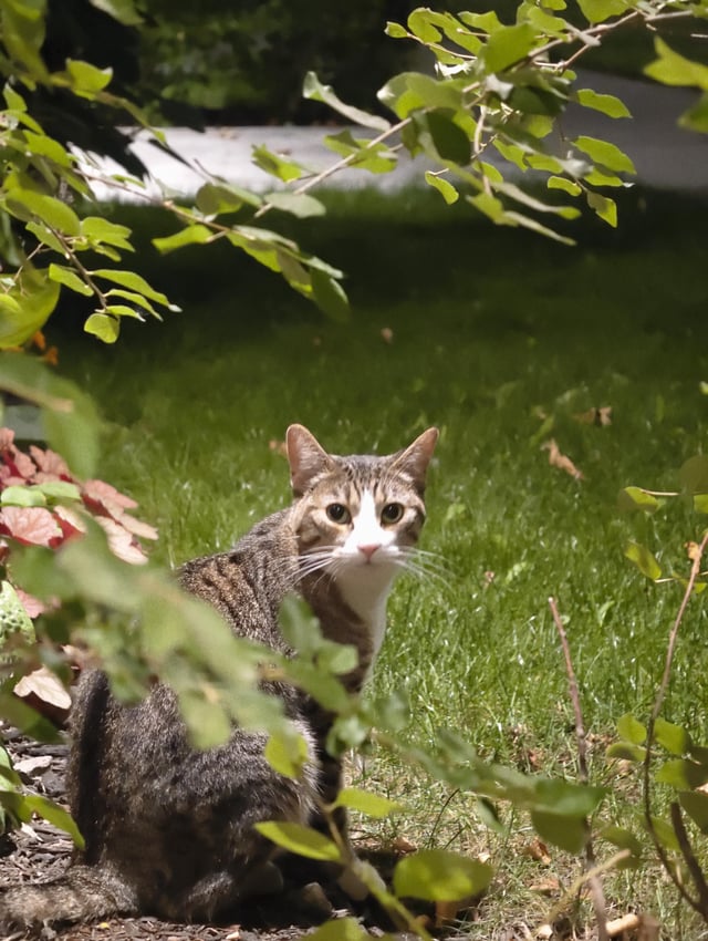Found cat