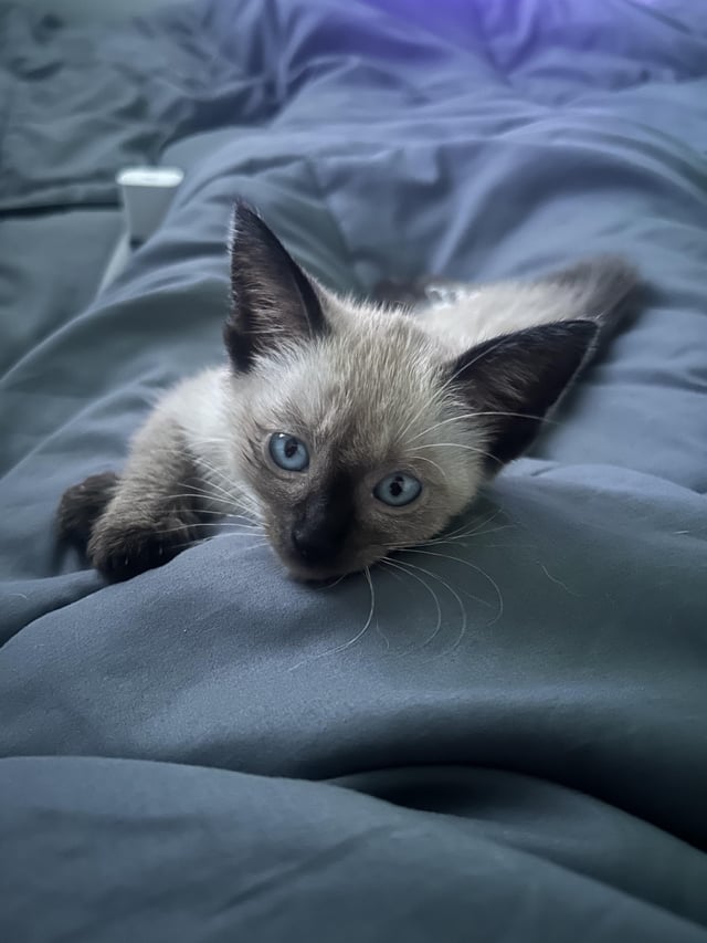 Found cat