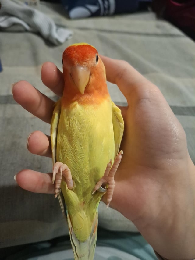 Lost Bird in Barcelona