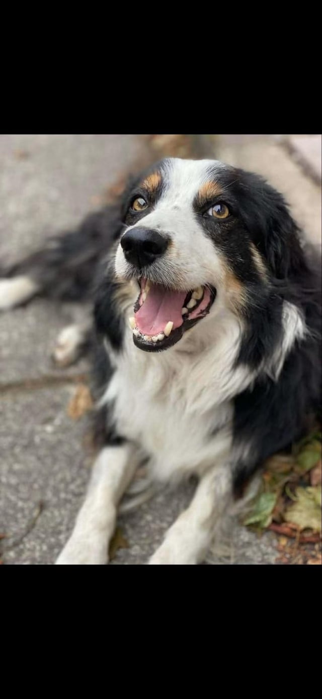Lost dog