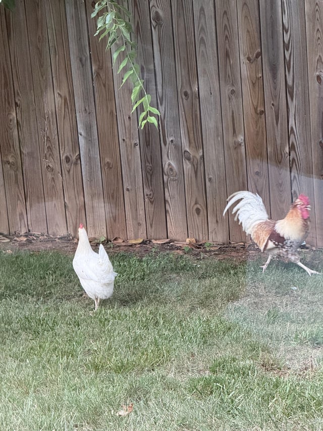 Found chicken