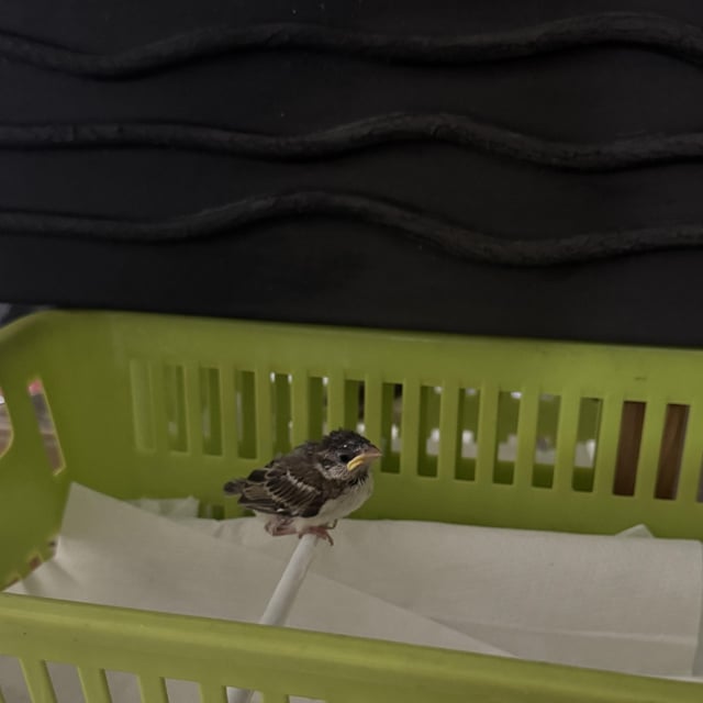 Found Bird in UAE