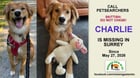 Lost dog