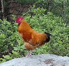 Found Bird in Middlesex Fells Reservation