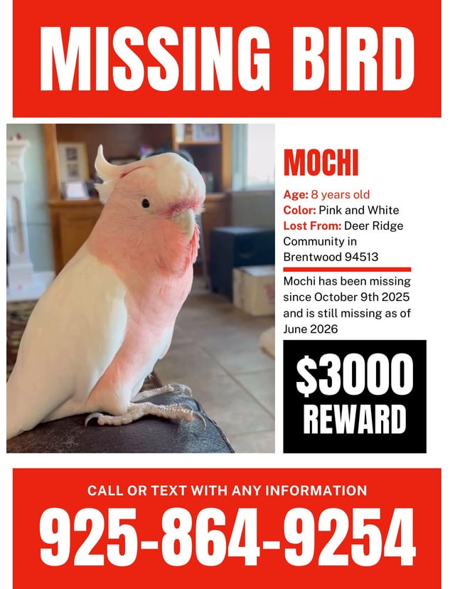 Lost Pet in Deer Ridge Community