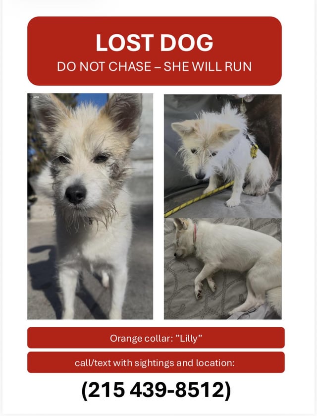 Lost dog