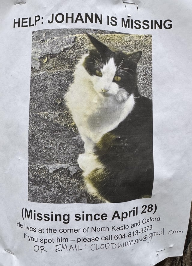 Lost dog