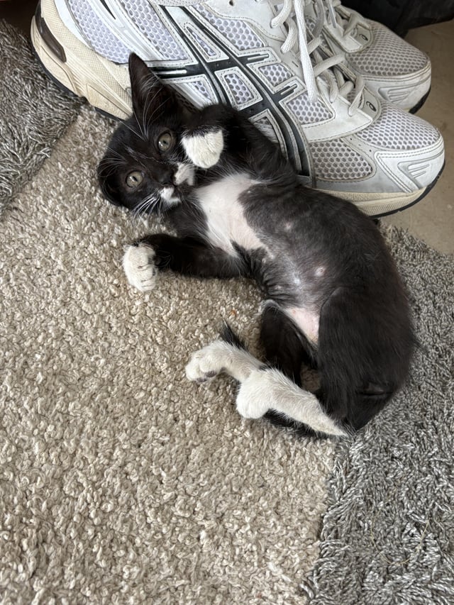 Found Cat in Mae Sai