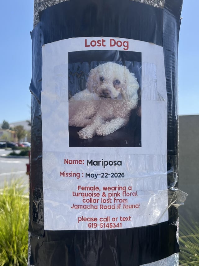 Lost dog