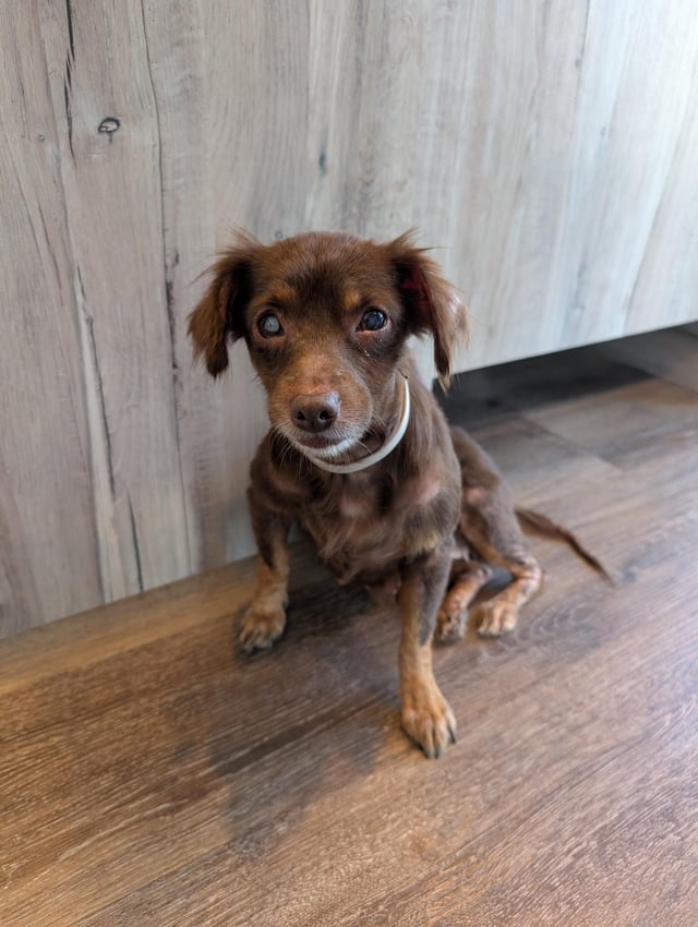 Found dog