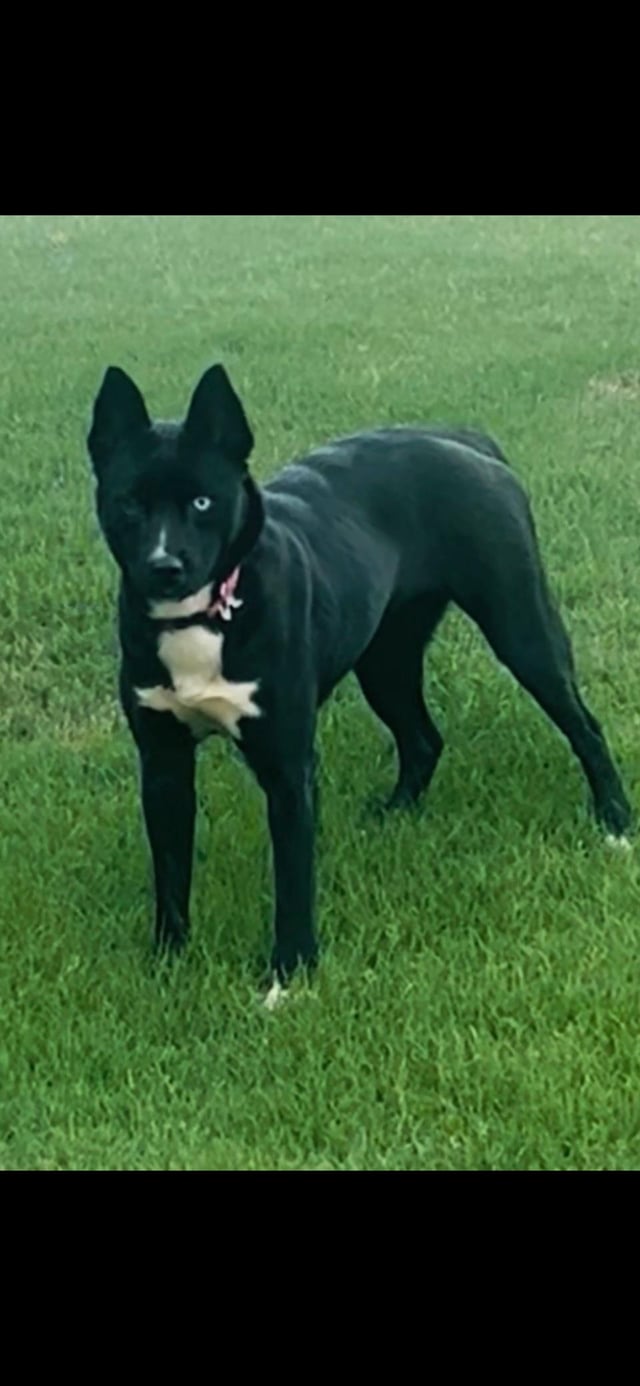 Found dog