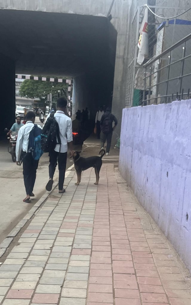Found dog