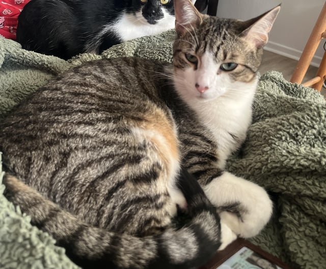 Lost cat