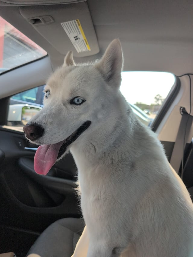 Found dog