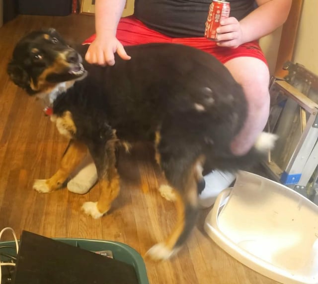 Lost dog