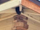 Found bees