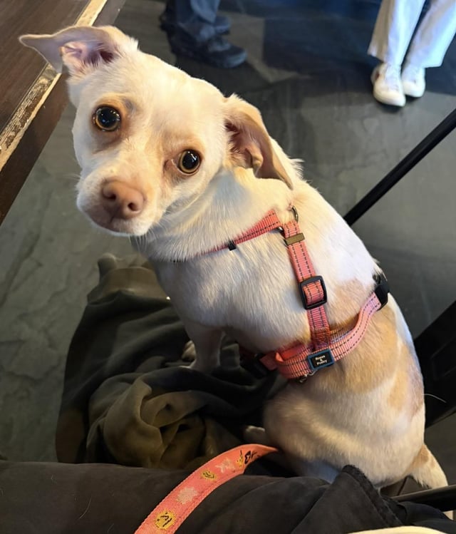 Lost dog