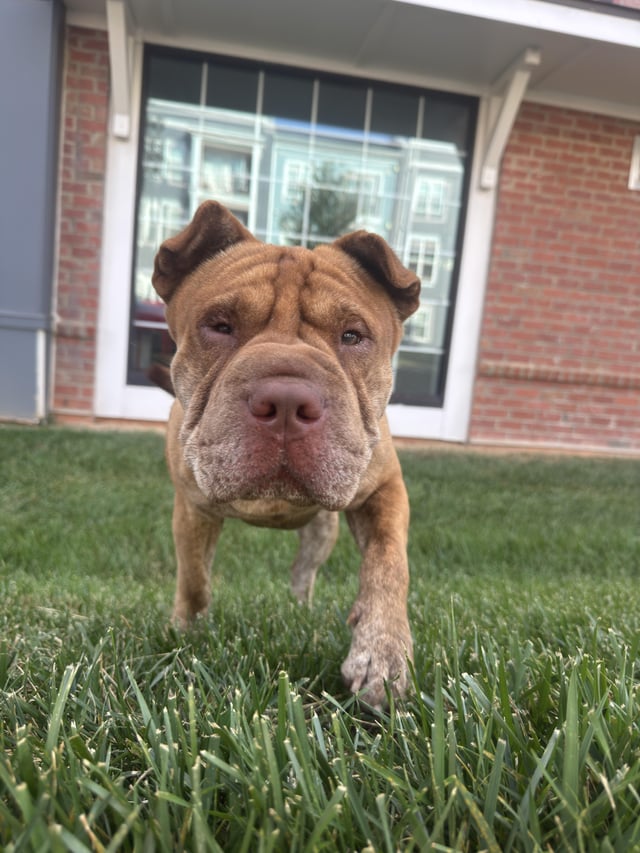 Found dog