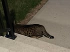 Found Cat in Edmonton