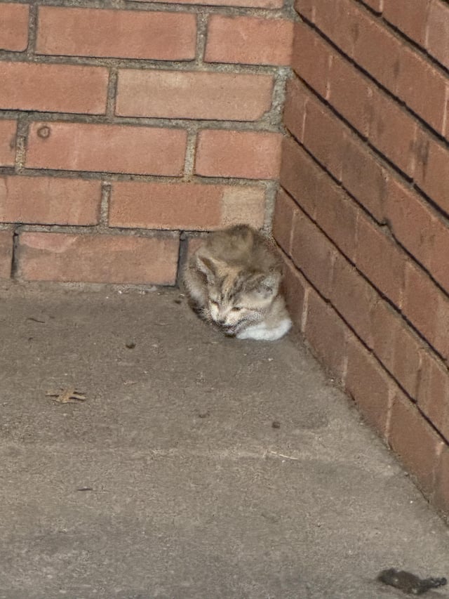 Found cat