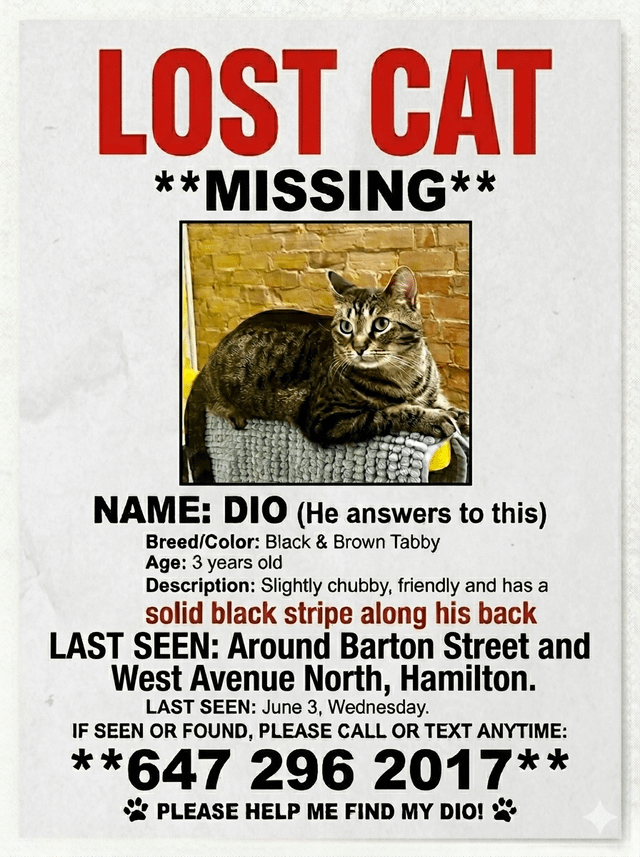 Lost cat