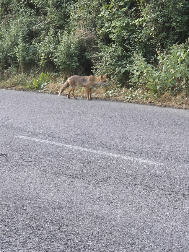 Found Other in Cork