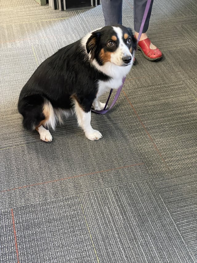 Found dog