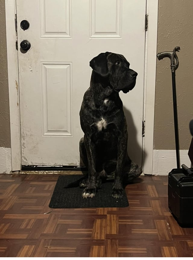 Lost Dog in South Austin