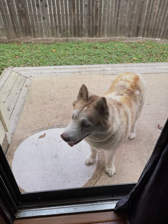 Found dog