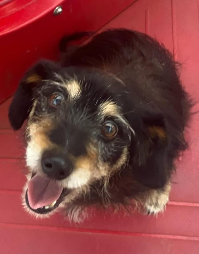 Lost dog