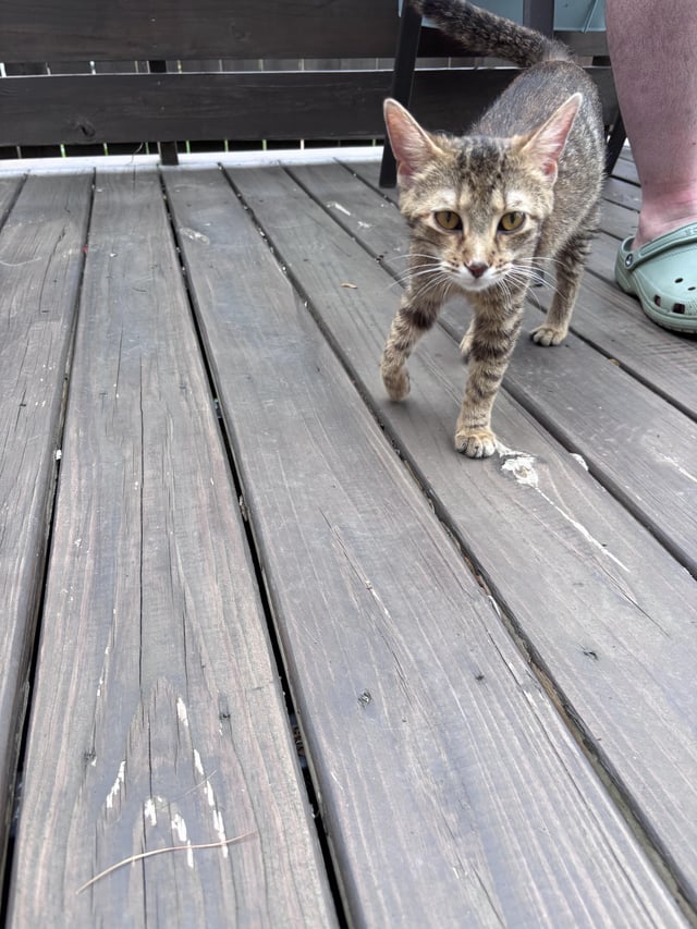 Found cat