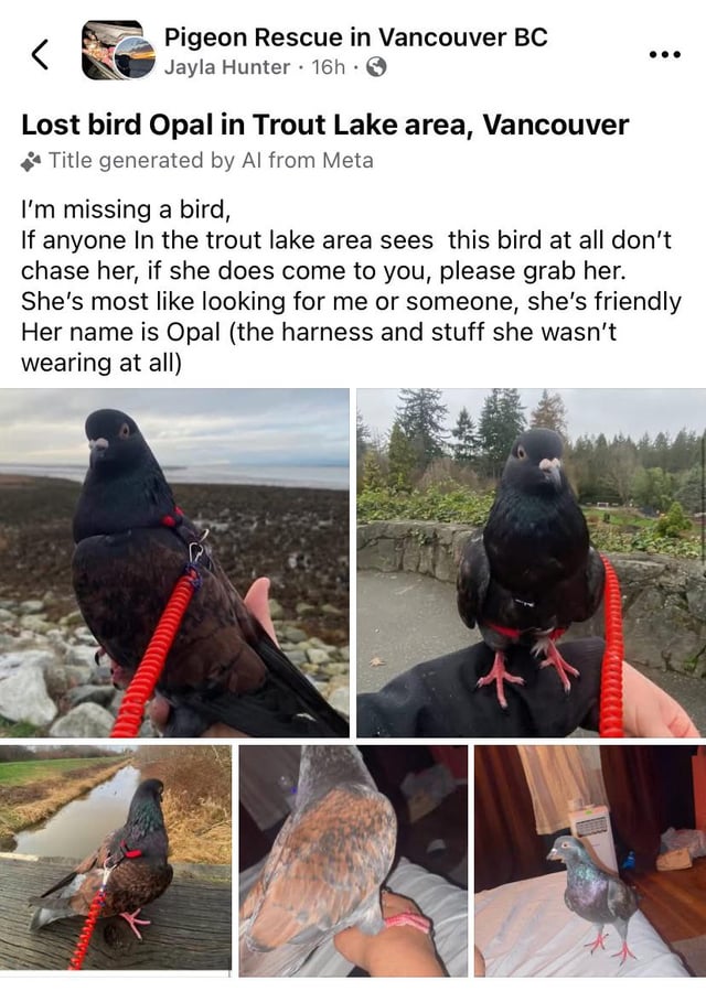 Lost bird