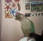Lost Bird in Warwick