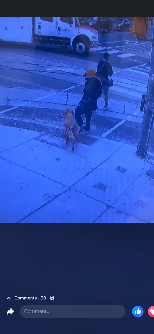 Lost pet